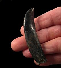 Rooted Allosaurus tooth for sale |Buried Treasure Fossils