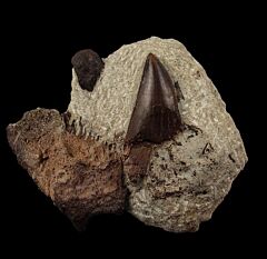 Big Allosaurus fragilis tooth for sale |Buried Treasure Fossils