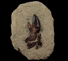 Morrison Allosaurus fragilis tooth for sale | Buried Treasure Fossils