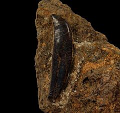 Rooted Allosaurus tooth for sale |Buried Treasure Fossils
