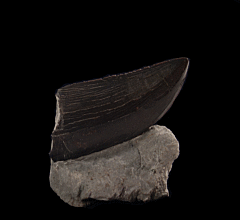 Cheap Allosaurus tooth for sale |Buried Treasure Fossils