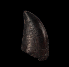 Juvenile Allosaurus tooth for sale |Buried Treasure Fossils