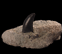 Real Allosaurus tooth for sale |Buried Treasure Fossils