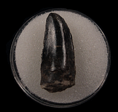 Morrison Allosaurus fragilis tooth for sale | Buried Treasure Fossils