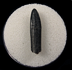 Diplodocus tooth for sale | Buried Treasure Fossils