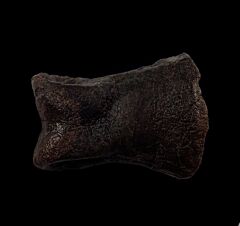 Allosaurus toe bone |Buried Treasure Fossils