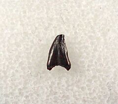 Hell Creek Avisaurus tooth for sale | Buried Treasure Fossils