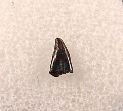 Hell Creek Avisaurus tooth for sale | Buried Treasure Fossils