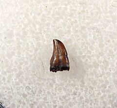 Hell Creek Avisaurus tooth for sale | Buried Treasure Fossils