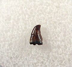 Hell Creek Avisaurus tooth for sale | Buried Treasure Fossils