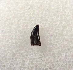 Avisaurus archibaldi tooth for sale | Buried Treasure Fossils