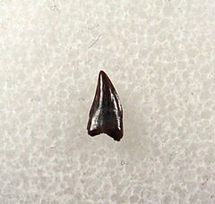 Real Avisaurus archibaldi tooth for sale | Buried Treasure Fossils