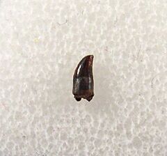 Avisaurus archibaldi tooth for sale | Buried Treasure Fossils