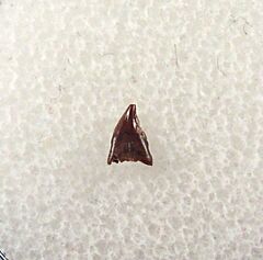Avisaurus archibaldi tooth for sale | Buried Treasure Fossils