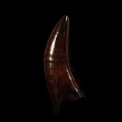 Large Nanotyrannus tooth for sale | Buried Treasure Fossils