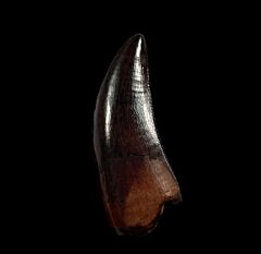 Large Nanotyrannus tooth for sale | Buried Treasure Fossils