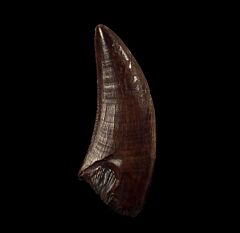 Extra Large Nanotyrannus tooth for sale | Buried Treasure Fossils