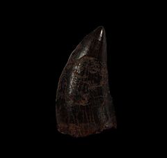 Rare Nanotyrannus  teeth for sale | Buried Treasure Fossils