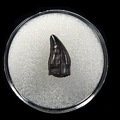 Quality Pachychephalosaurus fang tooth for sale | Buried Treasure Fossils