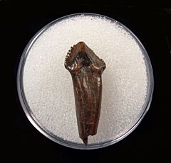 Large Pachychephalosaurus incisor tooth for sale | Buried Treasure Fossils