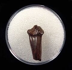 Rooted Pachychephalosaurus tooth for sale | Buried Treasure Fossils