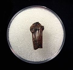 Rare rooted Pachychephalosaurus tooth for sale | Buried Treasure Fossil