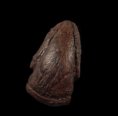 Real Pachycephalosaurus ungual for sale | Buried Treasure Fossils
