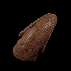 Real Pachy claw for sale | Buried Treasure Fossils