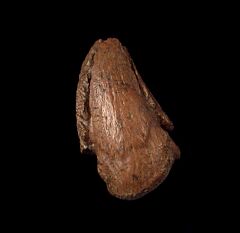 Pachy pes claw for sale | Buried Treasure Fossils