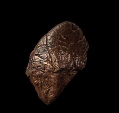 Large Pachy node for sale | Buried Treasure Fossils