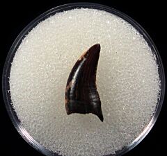 Hell Creek raptor tooth for sale | Buried Treasure Fossils