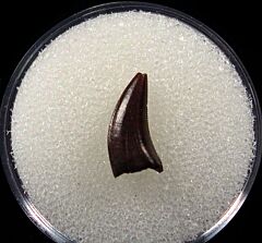 Excellent Hell Creek raptor tooth for sale | Buried Treasure Fossils