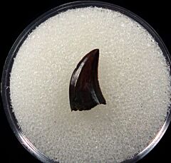 Nice Hell Creek raptor tooth for sale | Buried Treasure Fossils