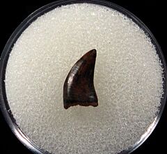 Real Hell Creek raptor tooth for sale | Buried Treasure Fossils