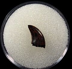 Real raptor tooth for sale | Buried Treasure Fossils