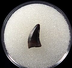 Large Acheroraptor tooth for sale | Buried Treasure Fossils 