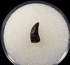 Hell Creek Acheroraptor tooth for sale | Buried Treasure Fossils