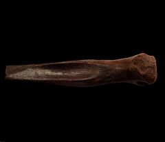 Struthiomimus metatarsal for sale | Buried Treasure Fossils