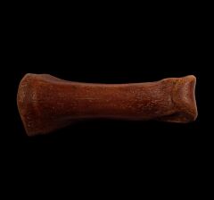 Extra large Struthiomimus toe bone for sale | Buried Treasure Fossils