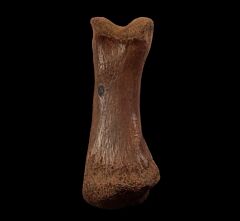 Large Struthiomimus toe bone for sale | Buried Treasure Fossils