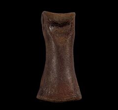 Struthiomimus toe bone for sale | Buried Treasure Fossils