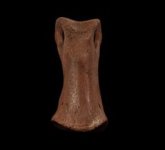 Hell Creek Struthiomimus toe bone for sale | Buried Treasure Fossils