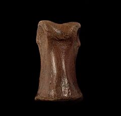 Struthiomimus altus toe bone for sale | Buried Treasure Fossils
