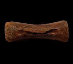 Struthiomimus caudal vertebra for sale | Buried Treasure Fossils