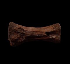 Struthiomimus tail vertebra for sale | Buried Treasure Fossils