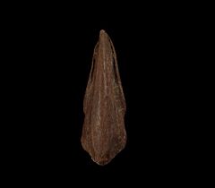 Struthiomimus pes claw for sale | Buried Treasure Fossils