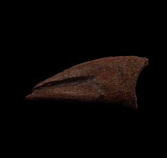 Struthiomimus foot claw for sale | Buried Treasure Fossils
