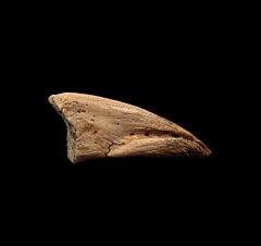 Struthiomimus pes claw | Buried Treasure Fossils