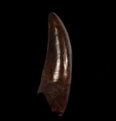 Huge T rex tooth for sale  | Buried Treasure Fossils