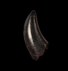 Real T rex tooth for sale  | Buried Treasure Fossils